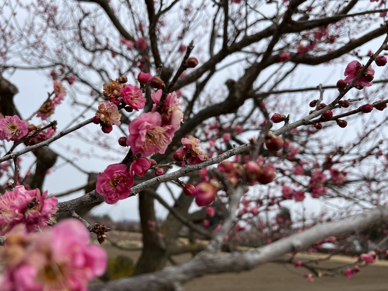 梅の花の様子