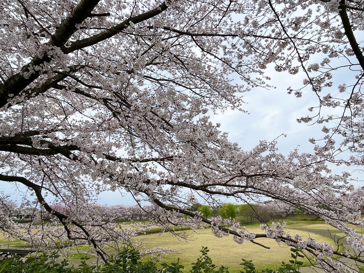 満開の桜