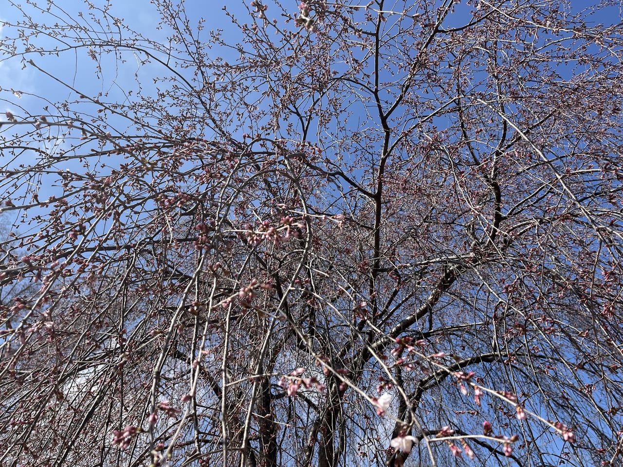 桜の木