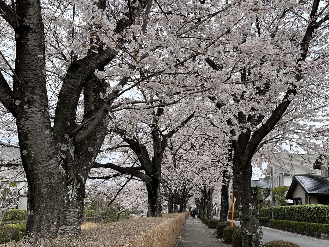 えごの木通りの川沿いの桜