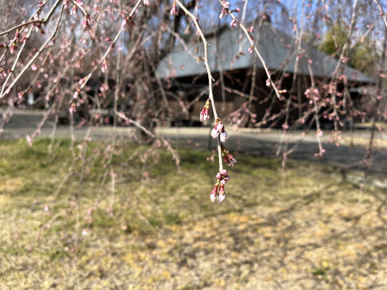 夜明け前の桜の木