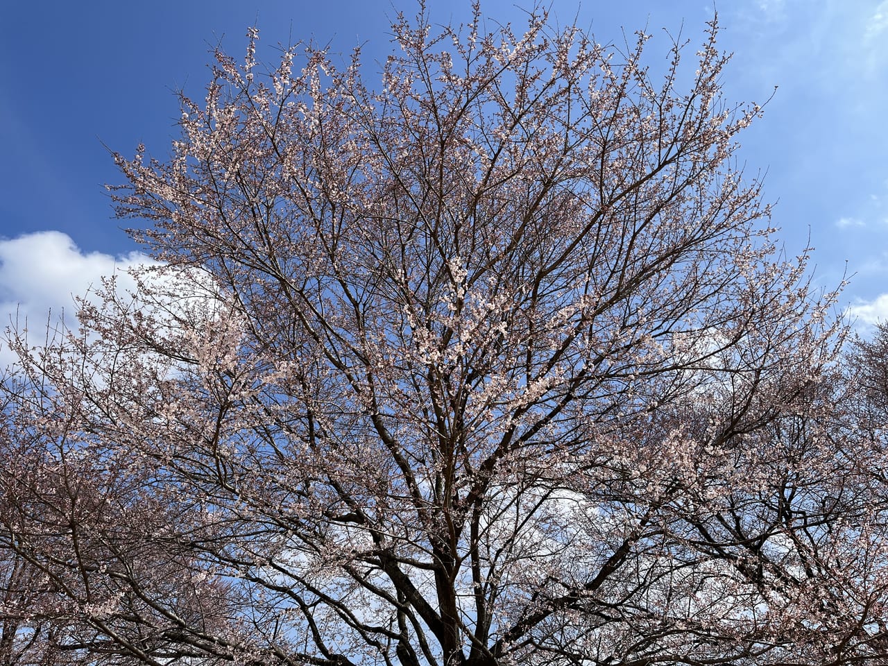 園内の薄墨桜