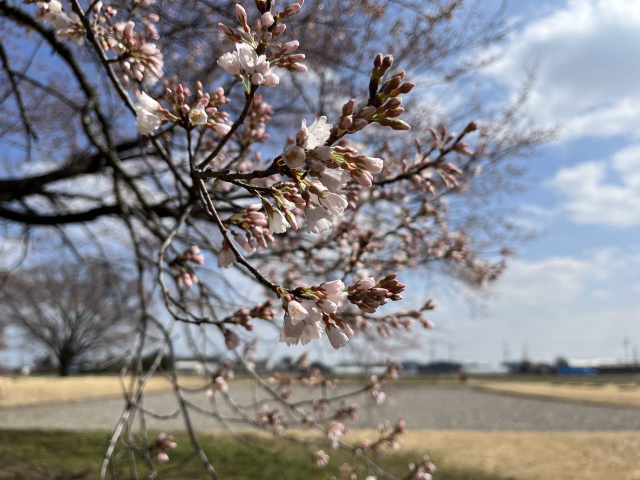 薄墨桜のアップ