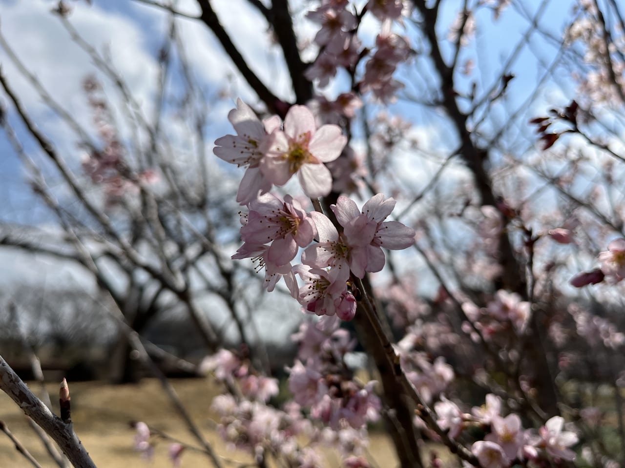 薄墨桜の花部分