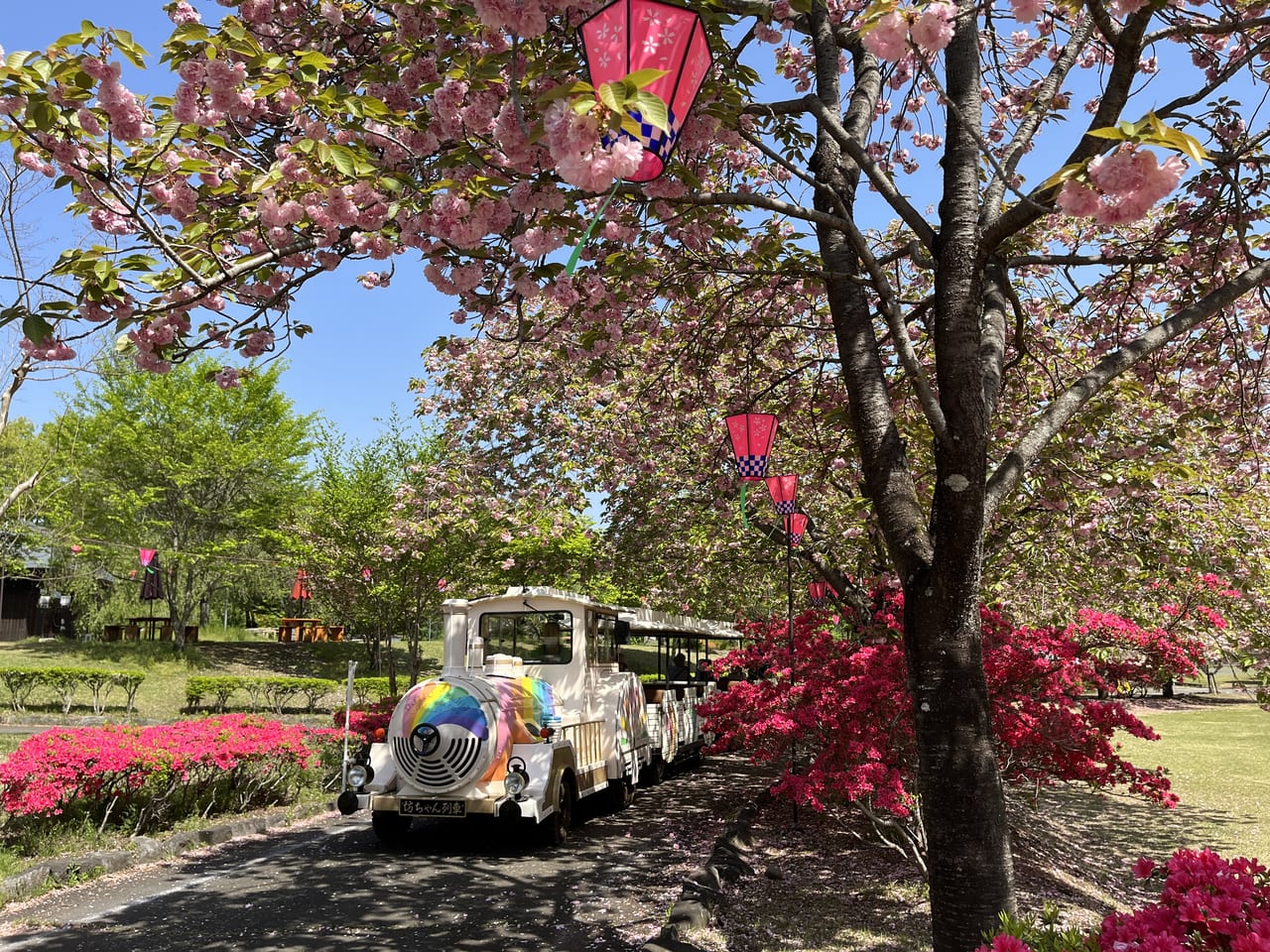 坊っちゃん列車と桜