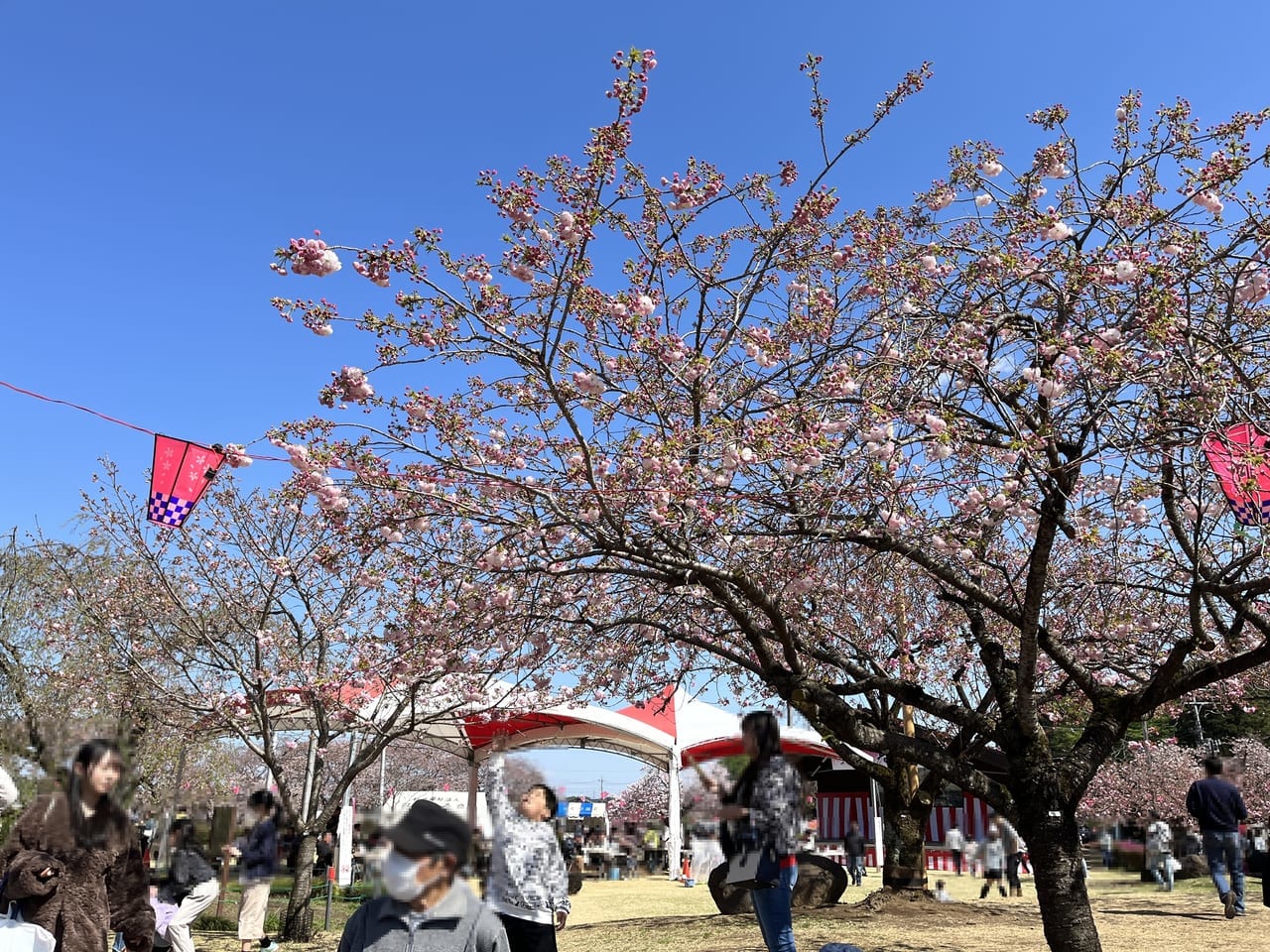 八重桜